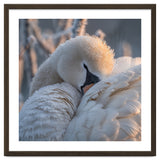 Close Up Of A Swan Covered In Frost And Dew thumbnail