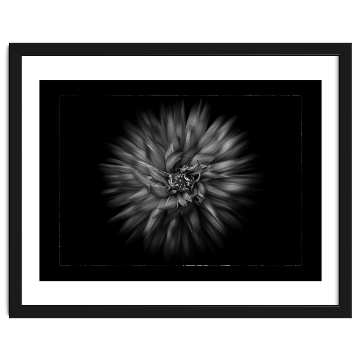 Backyard Flowers In Black And White No 20 Flow Version with Border