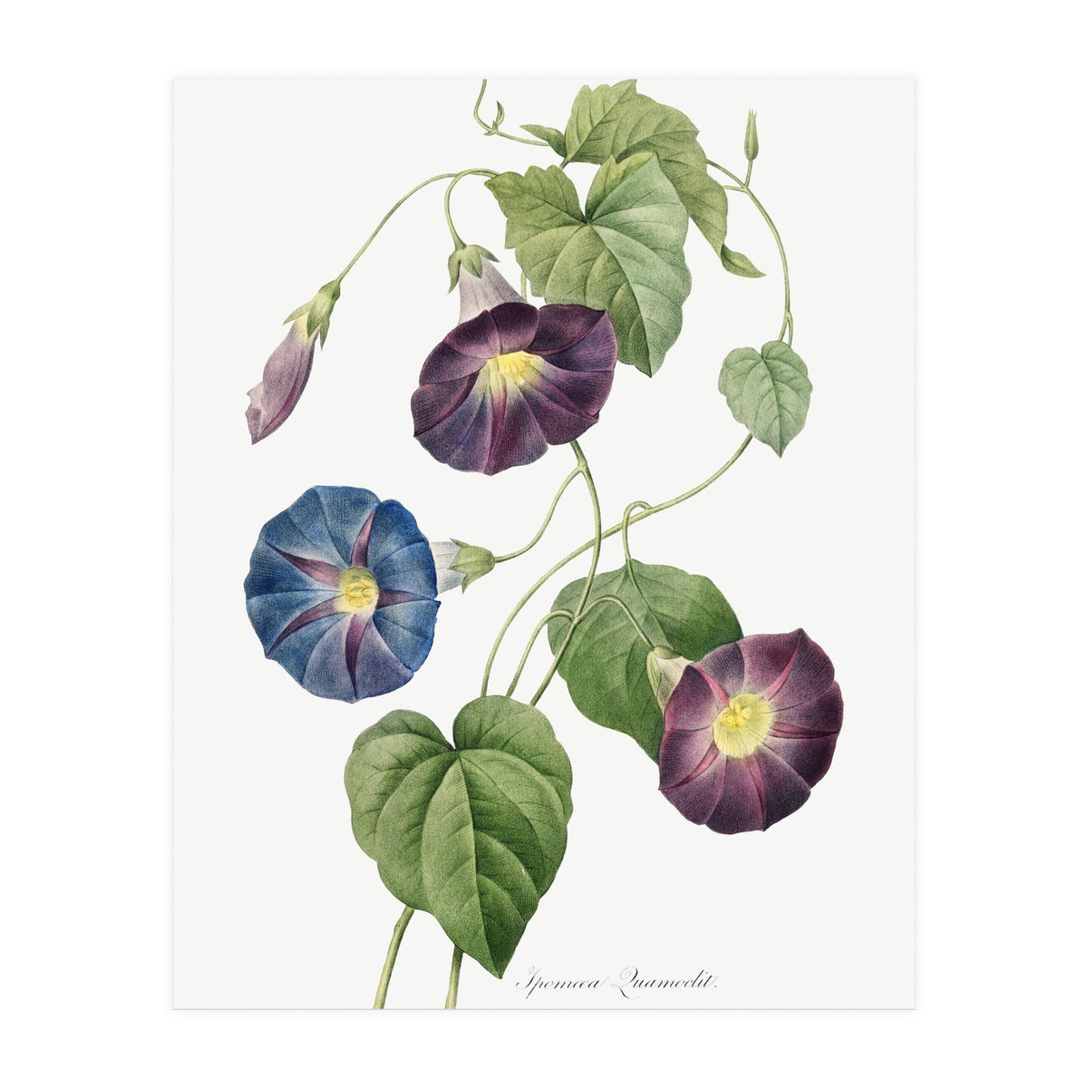 Pierre-Joseph Redouté & Henry Joseph Redouté – Star-Glory Morning-Glory (1827) (Print Only)