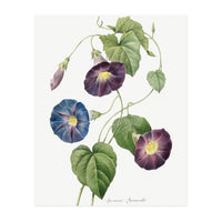 Pierre-Joseph Redouté & Henry Joseph Redouté – Star-Glory Morning-Glory (1827) (Print Only)