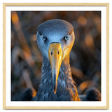 Great Blue Heron Closeup Dramatic Portrait thumbnail