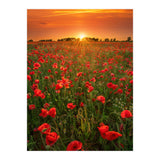 Poppies At Sunset (Print Only) thumbnail