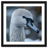 Close Up Of A Swan Head Covered In Water Droplets thumbnail