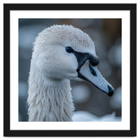 Close Up Of A Swan Head Covered In Water Droplets