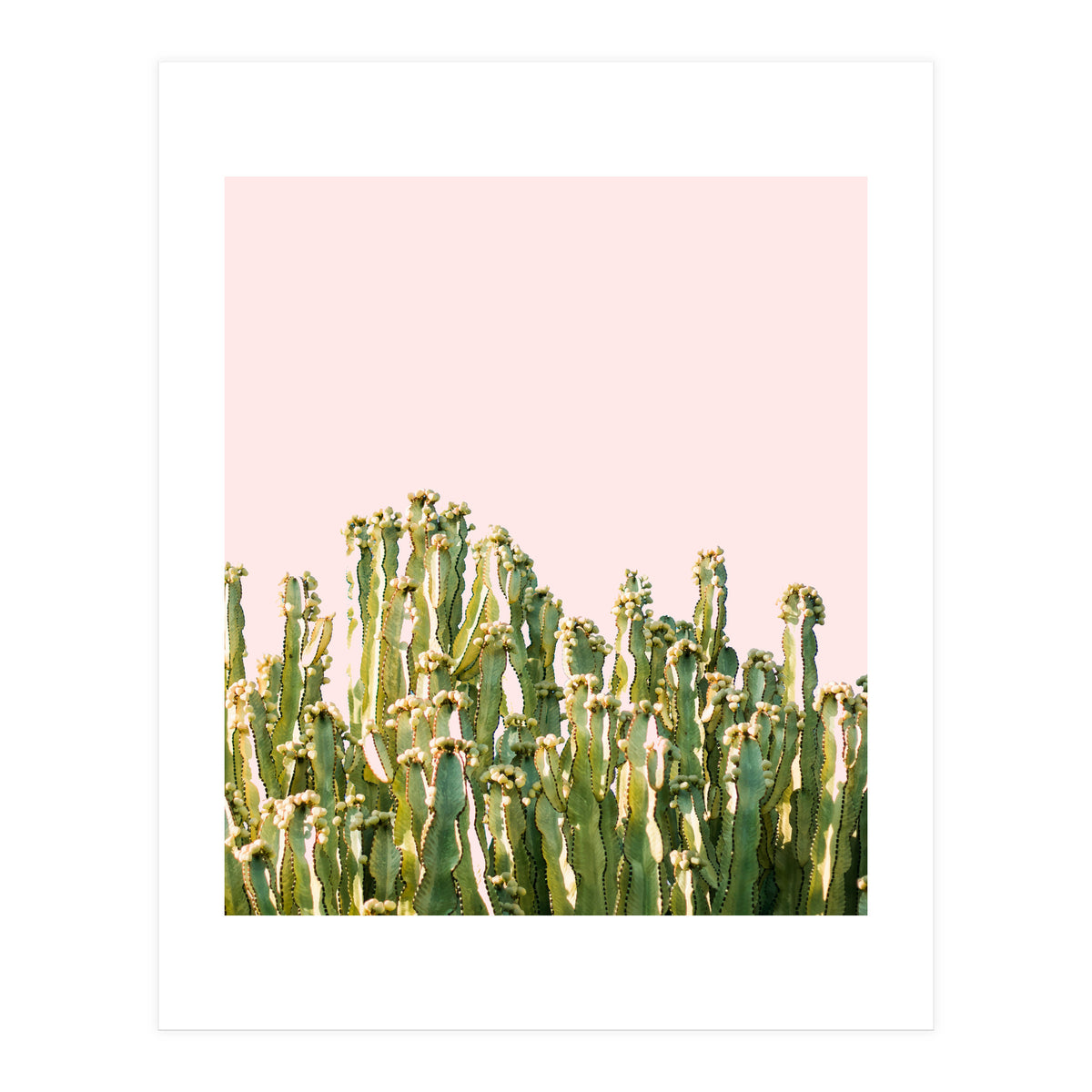 Cactus Blush #society6 #decor #buyart (Print Only)