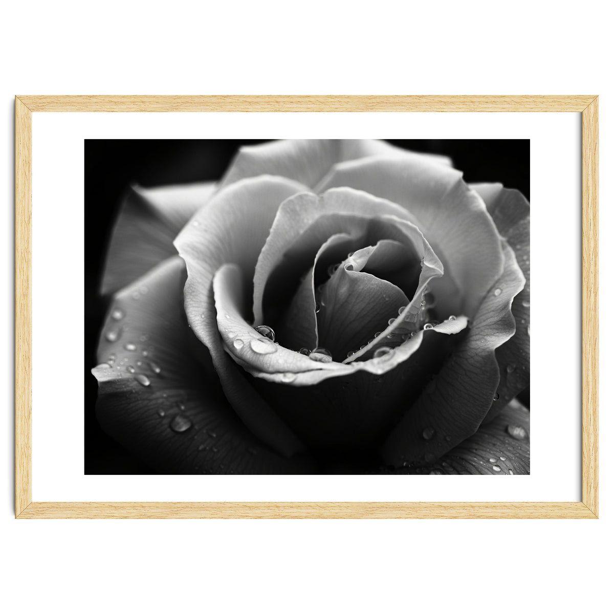 Ethereal Monochromatic Rose Petal Macro