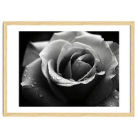 Ethereal Monochromatic Rose Petal Macro