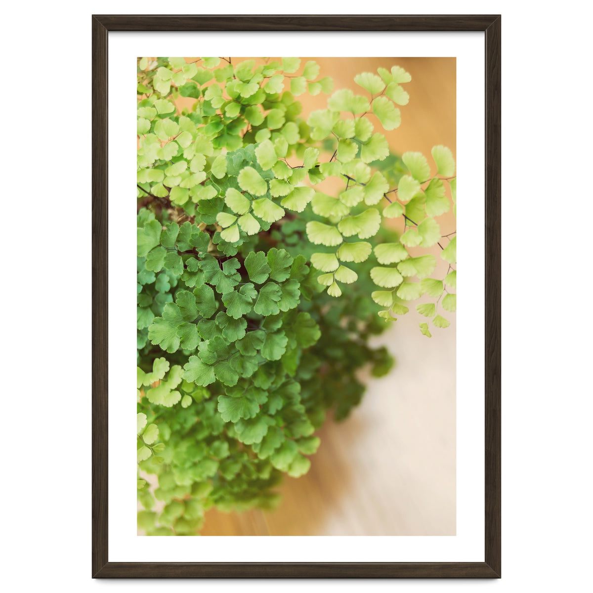 Maidenhair Queen
