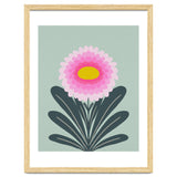 Chrysanthemum - turquoise and pink thumbnail