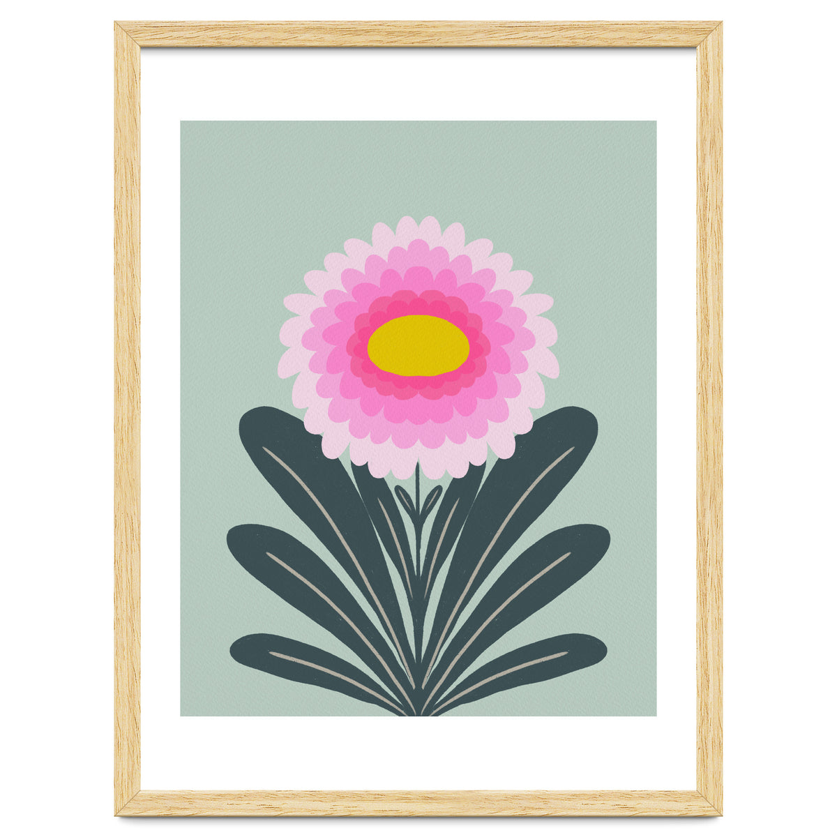 Chrysanthemum - turquoise and pink