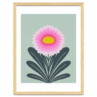 Chrysanthemum - turquoise and pink