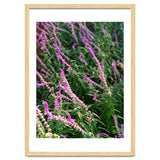 Lavender Flowers thumbnail