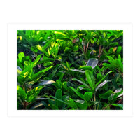 Green House Plant Leaves (Print Only)