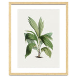 Areca Palm (Hand Drawn Botanical Illustration) thumbnail