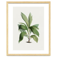 Areca Palm (Hand Drawn Botanical Illustration)