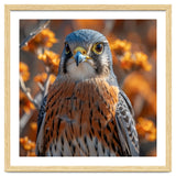 Close Up Of A Kestrel Bird Of Prey thumbnail