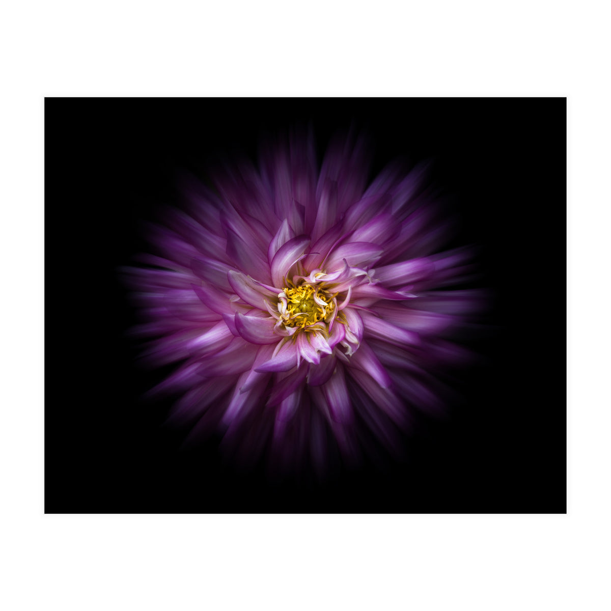 Backyard Flowers No 20 Color Flow Version (Print Only)