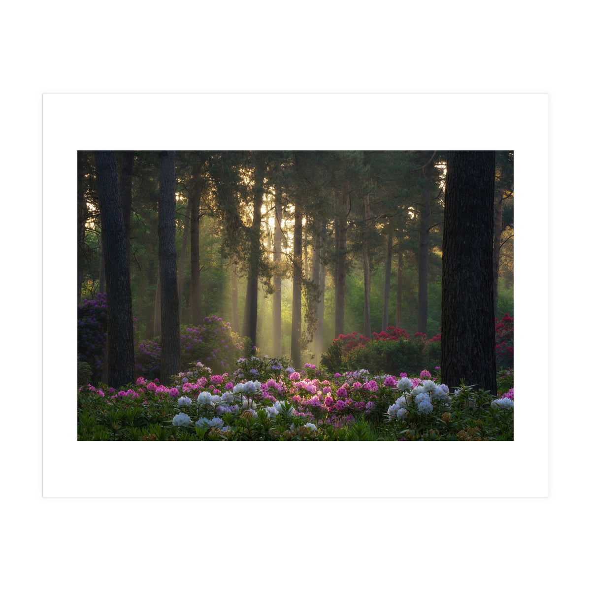 Rhododendron forest (Print Only)