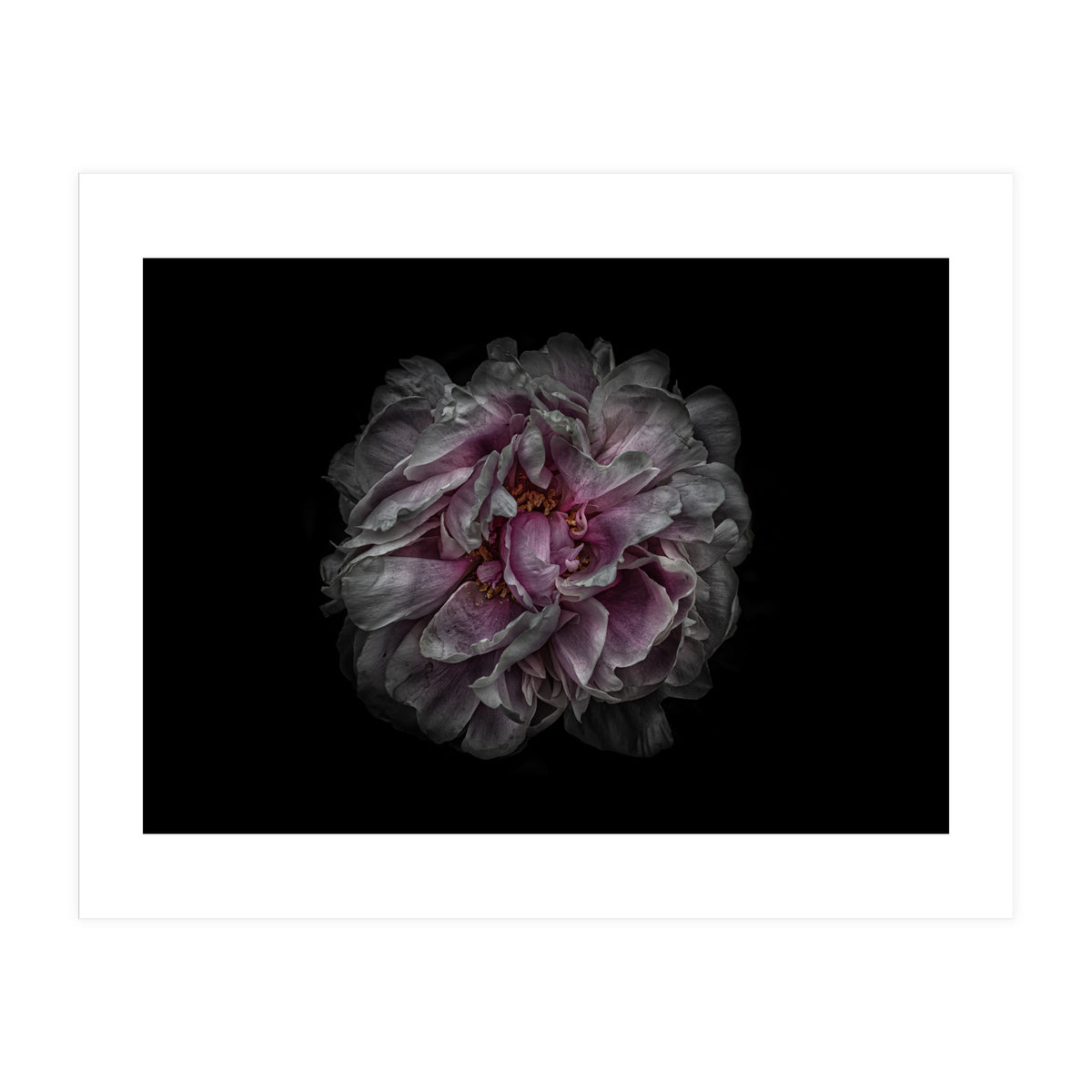 Backyard Flowers No 118 Color Version (Print Only)