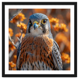 Close Up Of A Kestrel Bird Of Prey thumbnail