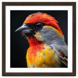 Close Up Of Colorful Bird With Red Orange Yellow Feathers thumbnail