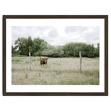Cow in the farm thumbnail