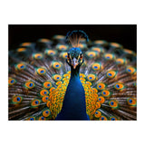 Close Up Peacock Displaying Its Feathers (Print Only) thumbnail
