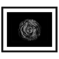 Backyard Flowers In Black And White No 72 with Border