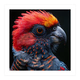 Black Palm Cockatoo Bird Close Up  (Print Only) thumbnail