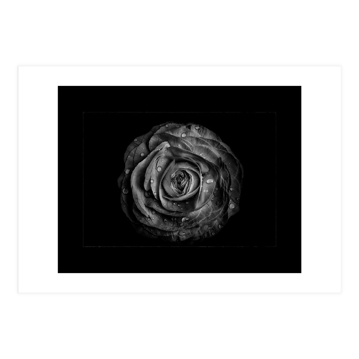 Backyard Flowers In Black And White No 72 with Border (Print Only)