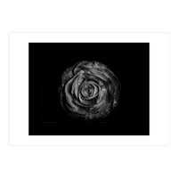 Backyard Flowers In Black And White No 72 with Border (Print Only)