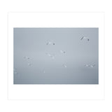 Flying seagulls in the winter sky (Print Only) thumbnail