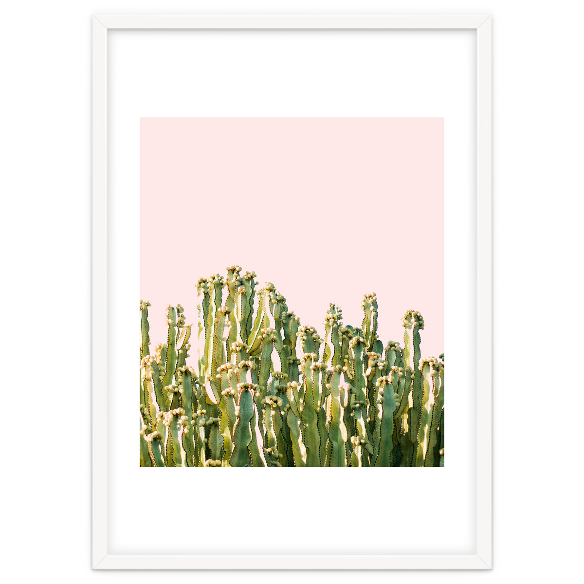 Cactus Blush #society6 #decor #buyart