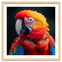 Scarlet Macaw Parrot Portrait Vivid Colors