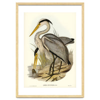 Elizabeth Gould – Great Grey Heron (Ardea leucophaea) | Birds of Australia Illustration