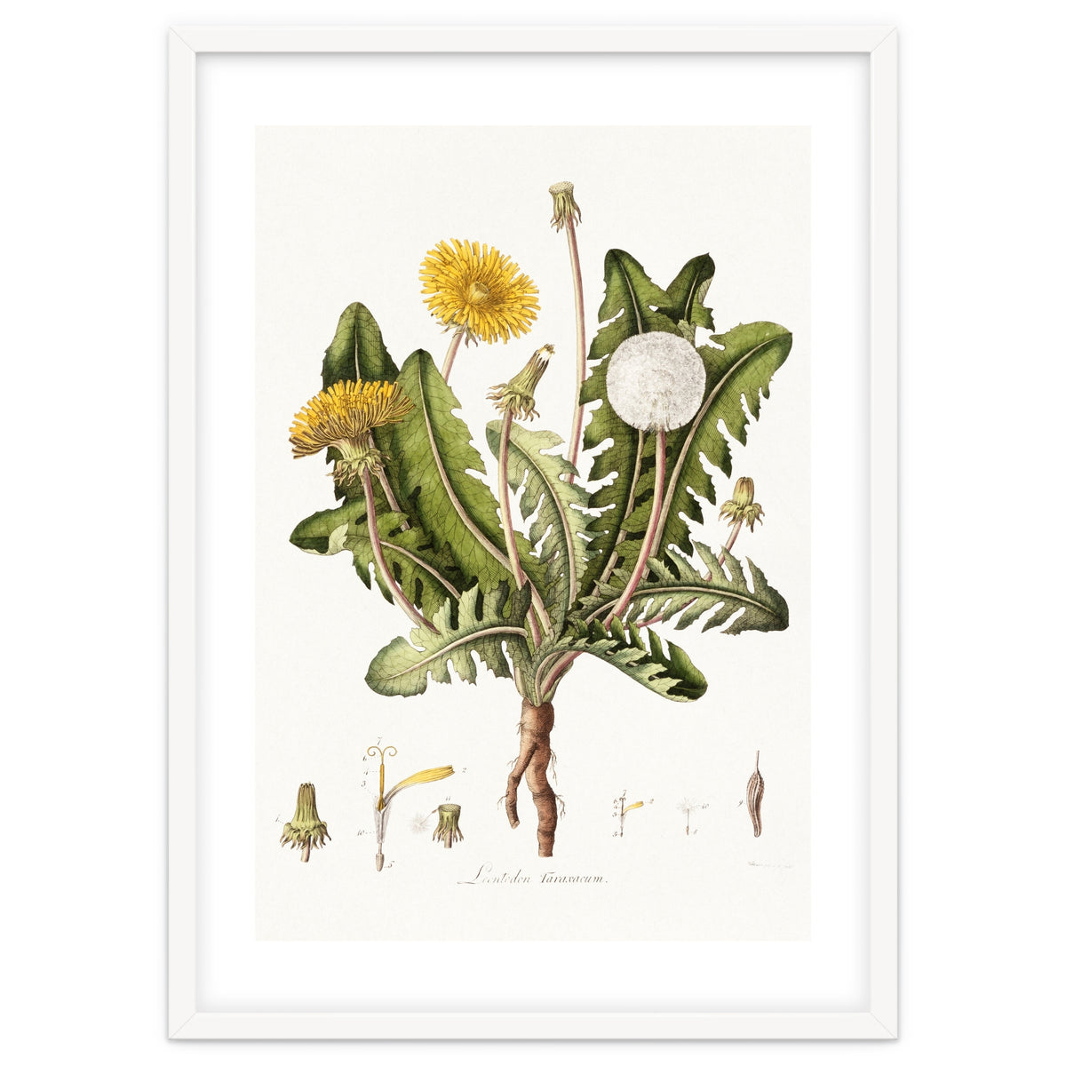 William Curtis – Dandelion (1777–1798)