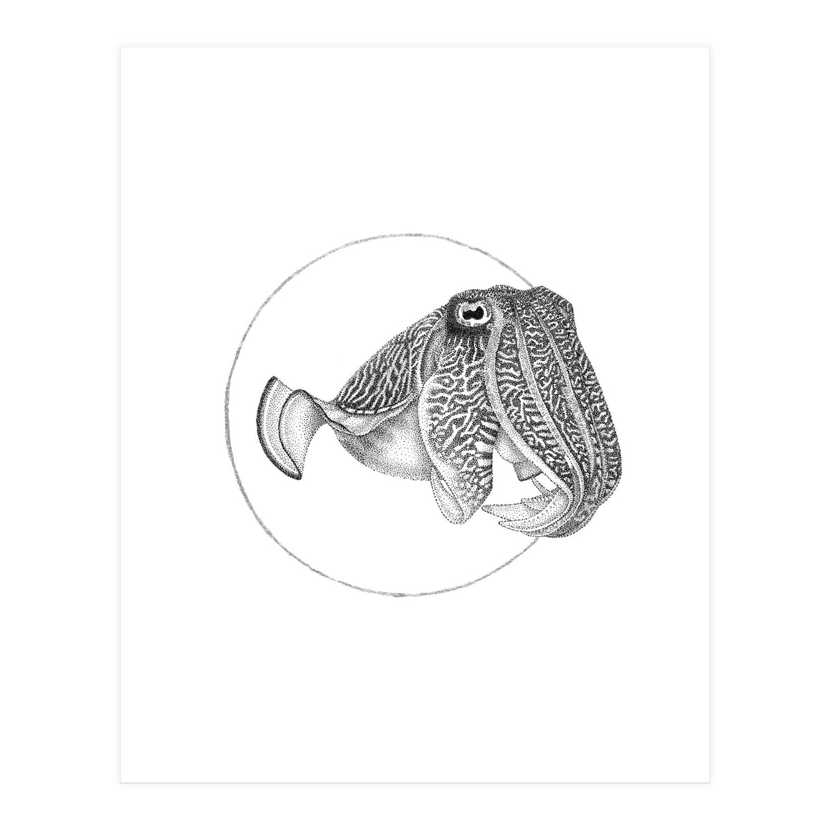 The Fascinating Cuttlefish (Print Only)