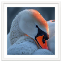 Close Up Of A White Swan With Water Droplets