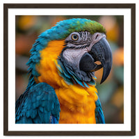 Blue And Yellow Macaw Parrot Close Up Portrait