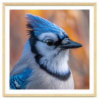 Blue Jay Bird Close Up Detailed Portrait