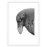 Huginn thumbnail