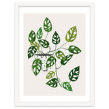 Monstera Obliqua Plant thumbnail