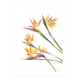 Strelitzien (Print Only) thumbnail