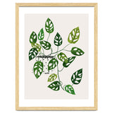 Monstera Obliqua Plant thumbnail