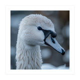 Close Up Of A Swan Head Covered In Water Droplets (Print Only) thumbnail