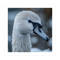 Close Up Of A Swan Head Covered In Water Droplets (Print Only)