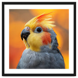 Cockatiel Parrot Close Up thumbnail