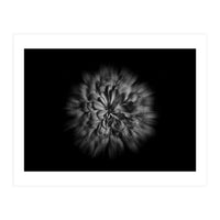 Backyard Flowers In Black And White No 48 Flow Version (Print Only)