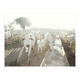 LIVING TOGETHER - WHITE COWS FAMILY (Print Only) thumbnail