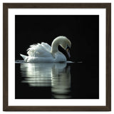 Elegant Swan Floating Gracefully On Dark Water thumbnail